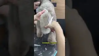 Очень сложная работа. Королевский пудель 🐩