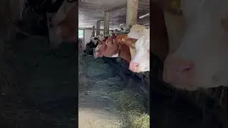 Cows/ Farm/ toros/ #camion #trasportotori #cows #farm #mucche # vacas
