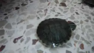 My pet turtles