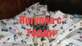 Мини видео прогулки с Теоддором