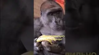 Обезьяна и банан