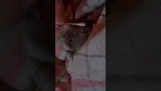 How to unstick stuck eyelids on a mouse 🥺