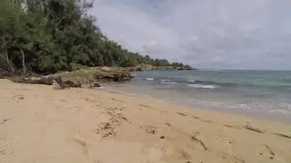 Sleepy Monk Seal, Kawailoa Bay, Kauai, Hawaii