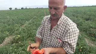Kurutmalık Domates  Gübreleme   