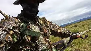 Cerva de cotia Deu boa , segundo 2- video