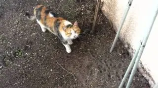 the cat waiting for BBQ leftovers