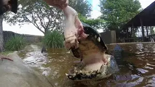 Feeding a GIANT Alligator!