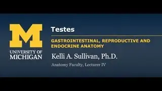 Endocrine System: Testes