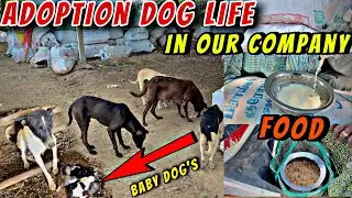 Adoption Dog Life 🥺 In Our company ❤️ | Jack Tuty | 