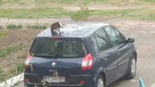 Котейка и антенна