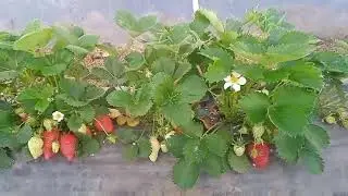 JAGODE U PLASTENIKU 3