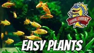 What Are The Easiest Plants For Aquariums?