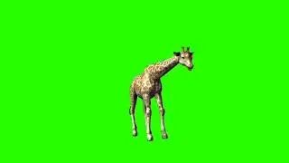 Giraffe 4