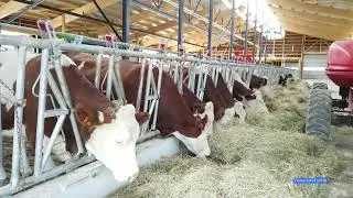 GAEC des Tonnières, étable et salle de traite ultra-modernes, fromage de COMTE, 80 laitières.