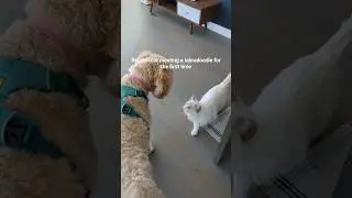 Ragdoll cat meeting a dog for the first time in his life #cat #cats #catnip #kitten #kittenish