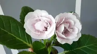 Глоксиния АК-Гармония