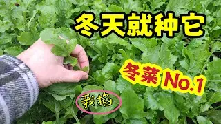 冬天就種它! 不斷採收到深冬 Keeping Harvest in Winter