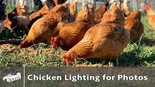 How To Take Better Photos Of Chickens