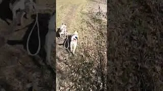 Джек рассел терьер