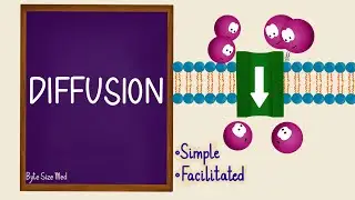 Diffusion | Passive Transport | Transport Across the Cell Membrane | Cell Physiology