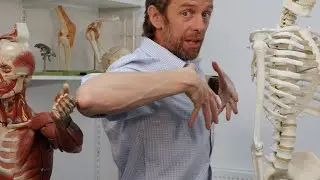 Intercostal muscles
