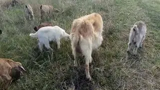 Избежать драк в стаде