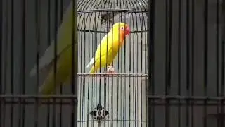 Masteran lovebird ngekek panjang gaya tiba-tiba brubus komts burung