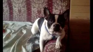 Bulldog francés ladrando a cámara