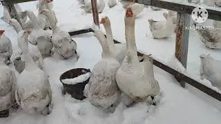 Доброго ранку ! зимова казка