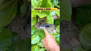 Achamos o ninho cheio 😲🥳 #pets #shorts