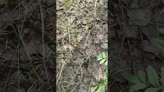 Сбор сморчков 28 04 2023