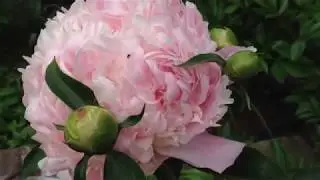 пион Свит 16 (Sweet - 16)