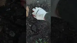 шампиньоны