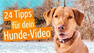 Hunde fotografieren und filmen: 24 Tipps für dein perfektes Hundevideo