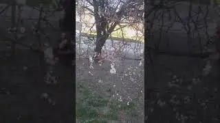 зелень