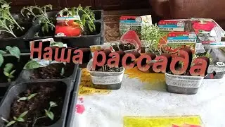 Наша рассада,Сад Зауралья.