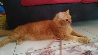 Golden stranger cat come for visit