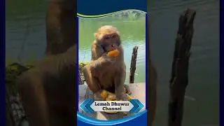 Monyet Saking Rakusnya Apa Saja DiMakan #funny #lucu #comedy