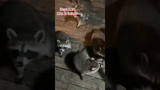 The Late arrival of the Raccoons at the Diner. Peanut Butter Club Diary