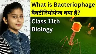 What is Bacteriophage | बैक्टीरियोफेज क्या है? | जीवाणु भोजी | Living World Biology Class 11th