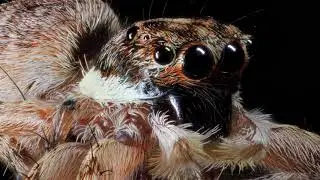 araignée (saitis barbipes) focus stacking rail cognisys mp-e 65
