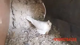кабутарлар сотилади