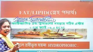 fat/lipid /saturated and unsaturated fat