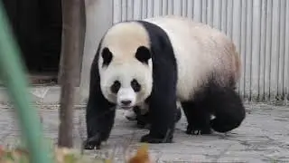 Lin Ping , Wolong Giant Panda Nature Reserve, China