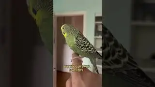 HER TAIL❤️‼️ #pets #budgie #parrot #birds #cockatiel #budgies #fyp #conure #pet