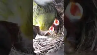canário da terra e os filhotinho