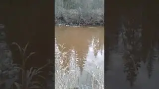 #shorts Окуни с утра