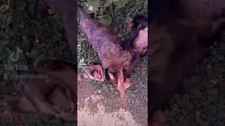 мы лучшие друзья