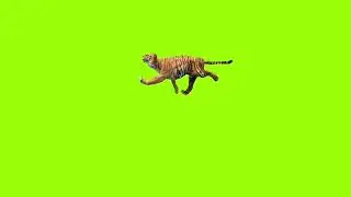 Swimming tiger green screen।cartoon green screen। animation green screen।Tiger green screen