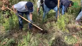 Plantamos 500 árboles en Amanalco, Estado de México / igus green